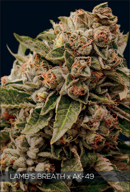 Vision Seeds - Lambs Breath x AK 49
